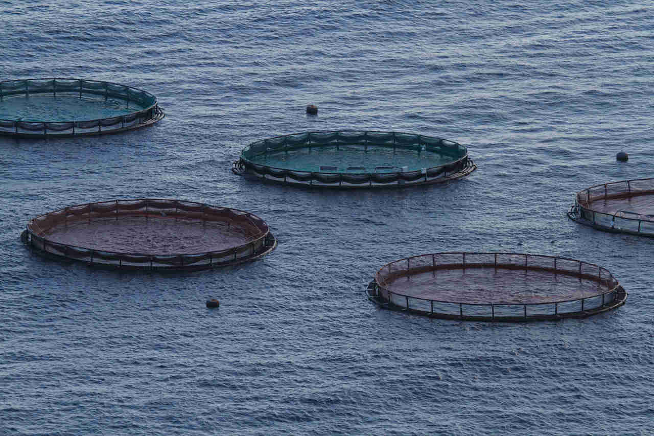 Vantagens E Desvantagens Da Aquacultura Sabe Quais S O Recicla